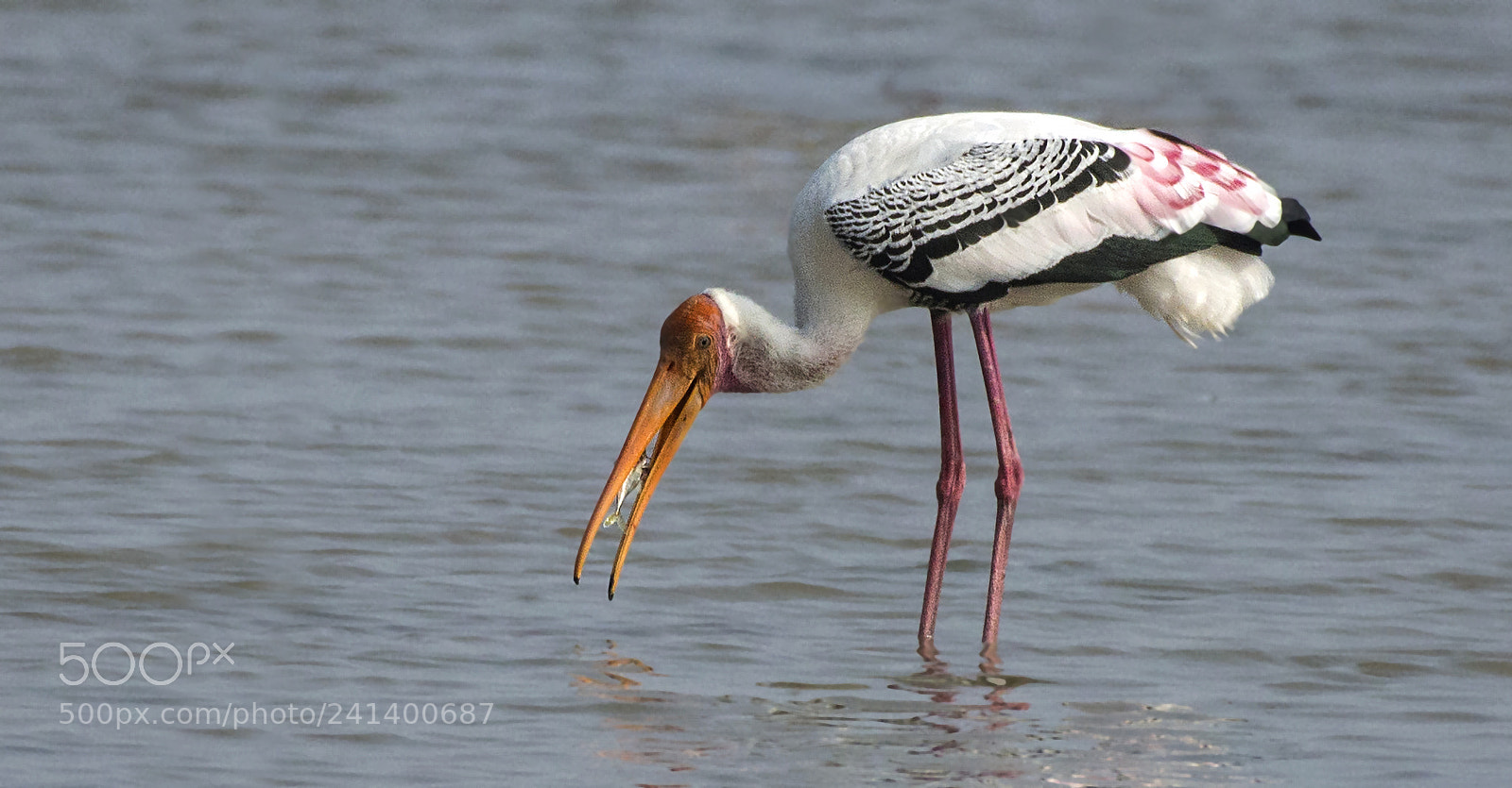 Nikon D3200 sample photo. Painted stork photography
