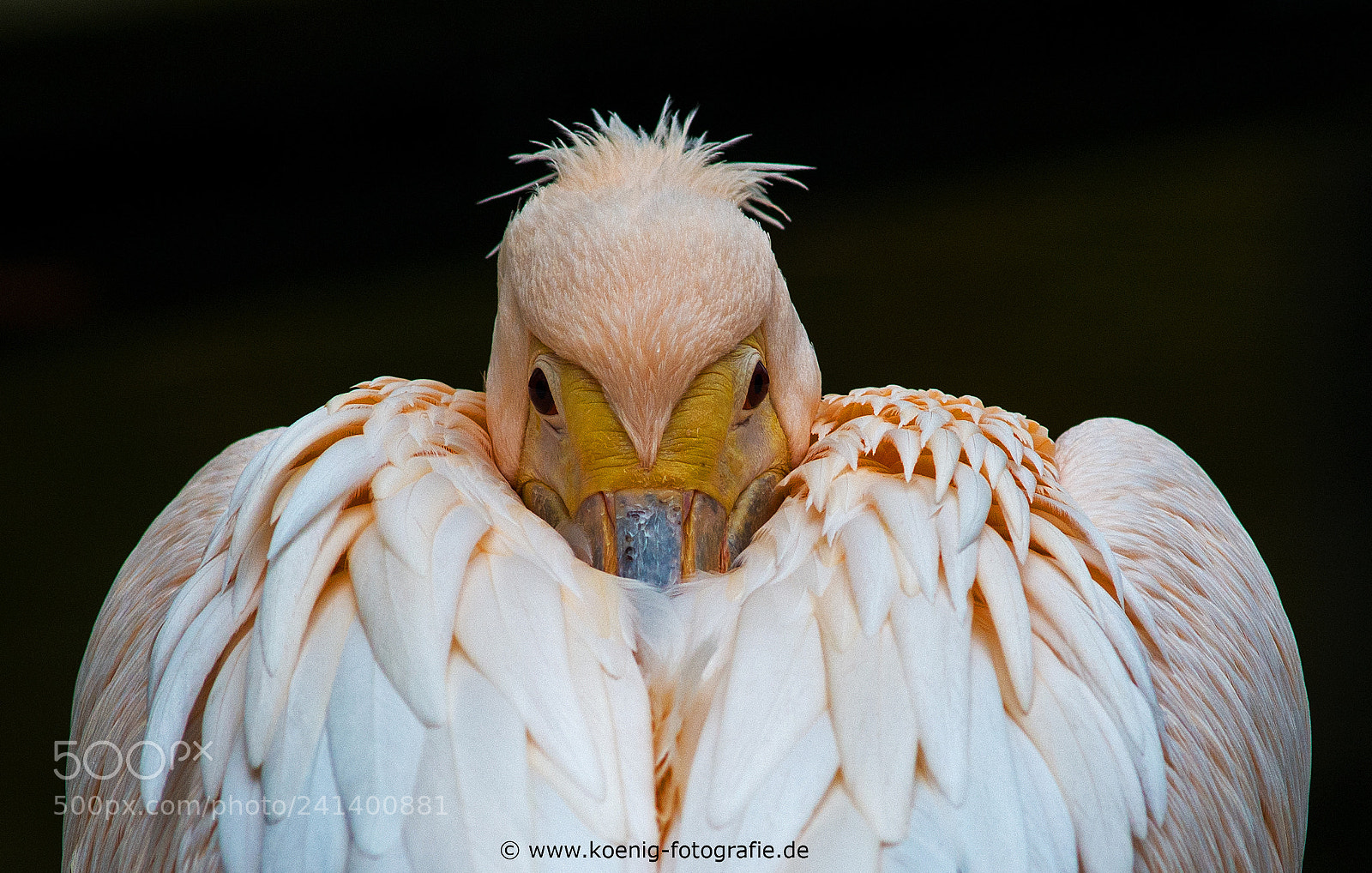 Nikon D600 sample photo. The pelican is cold photography