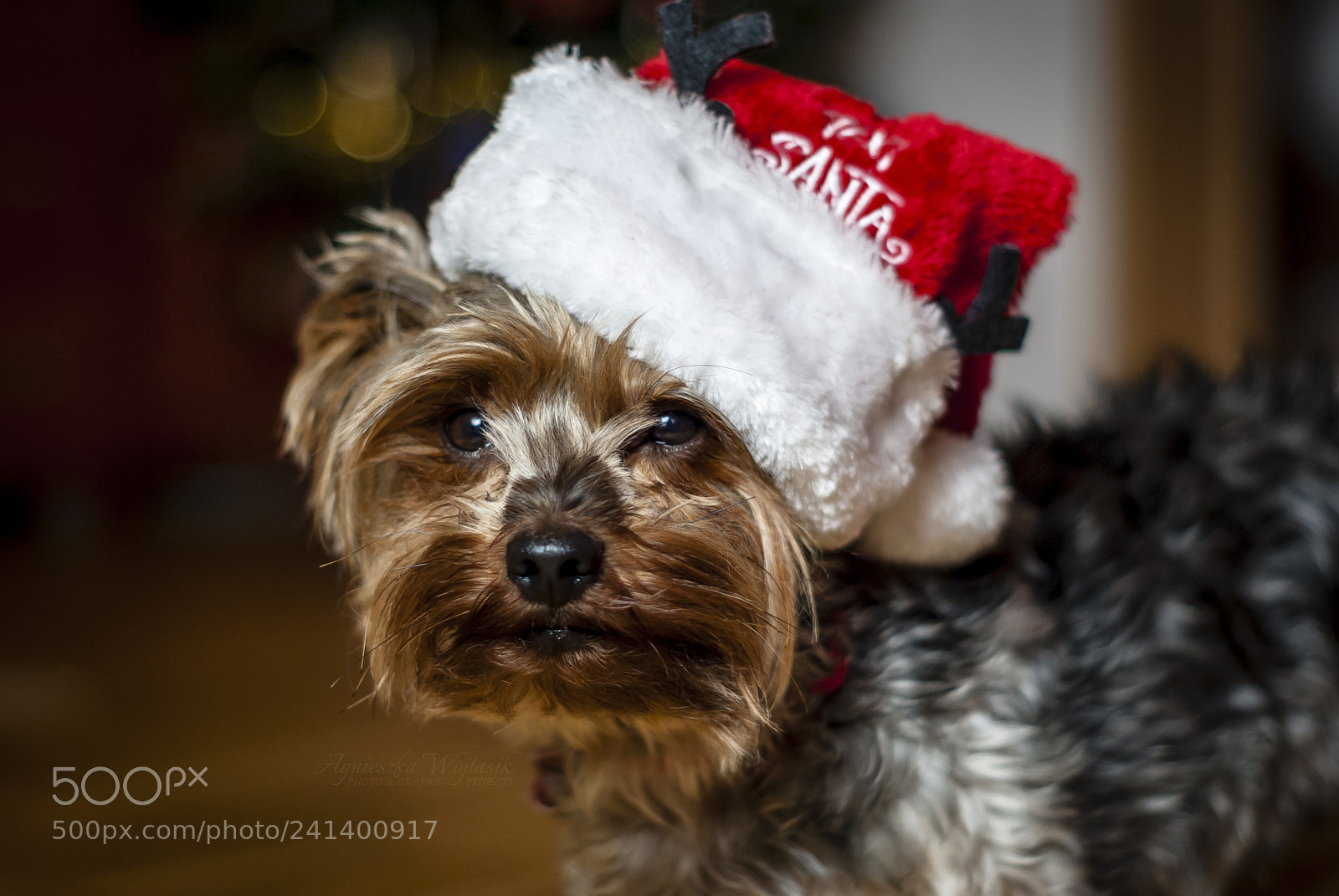 Sony Alpha DSLR-A300 sample photo. Little santa photography