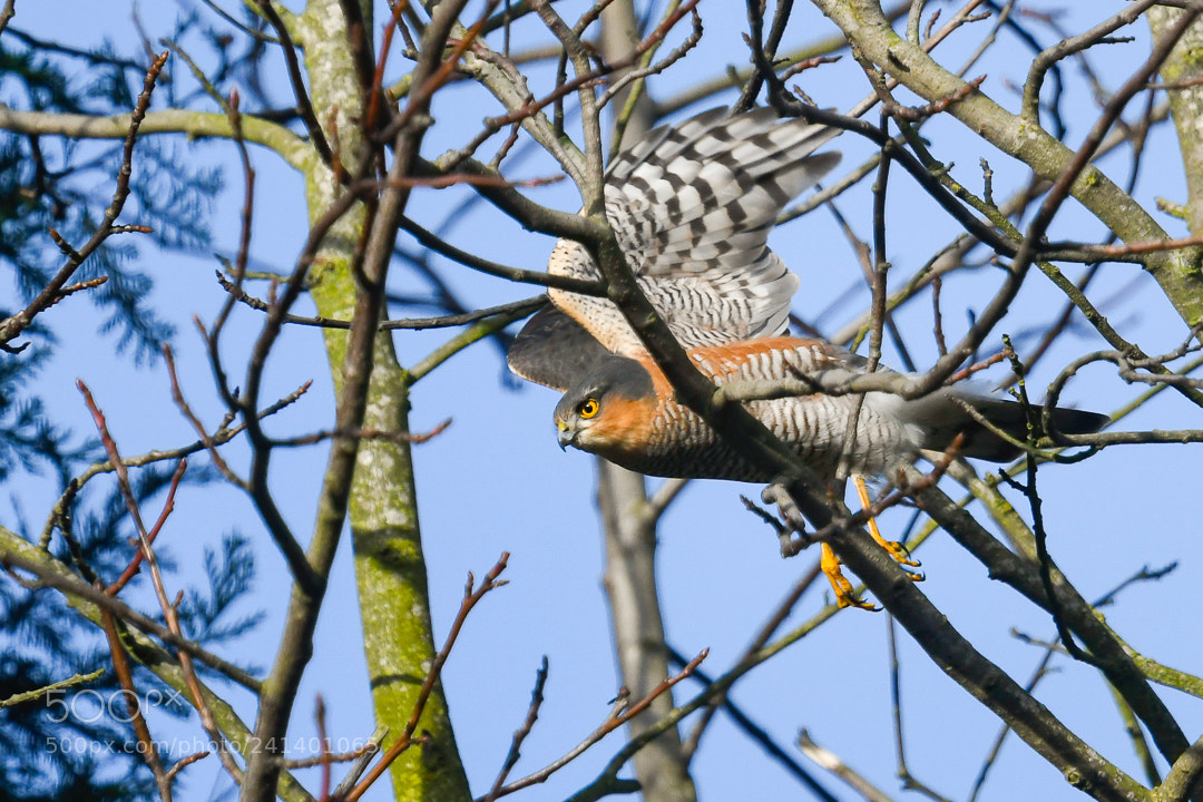 Nikon D500 sample photo. Male sparrow hawk photography
