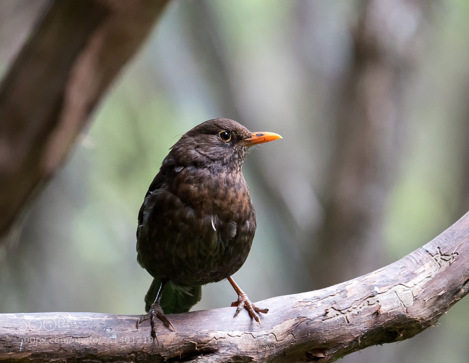 Panasonic Lumix DMC-GH4 sample photo. Female blackbird photography