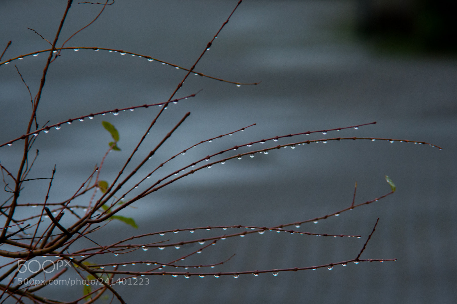 Nikon D700 sample photo. Rain drop pearls photography