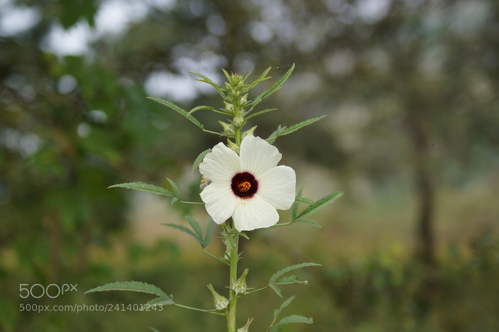 Sony DT 55-200mm F4-5.6 SAM sample photo. Flower photography