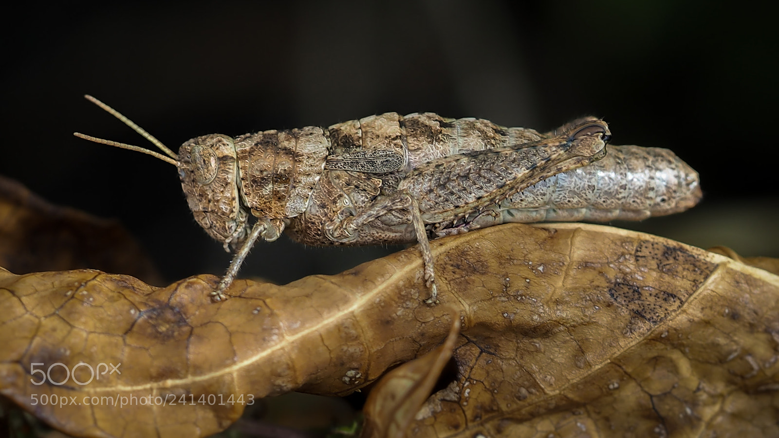 Olympus OM-D E-M10 sample photo. Grasshopper 2 photography