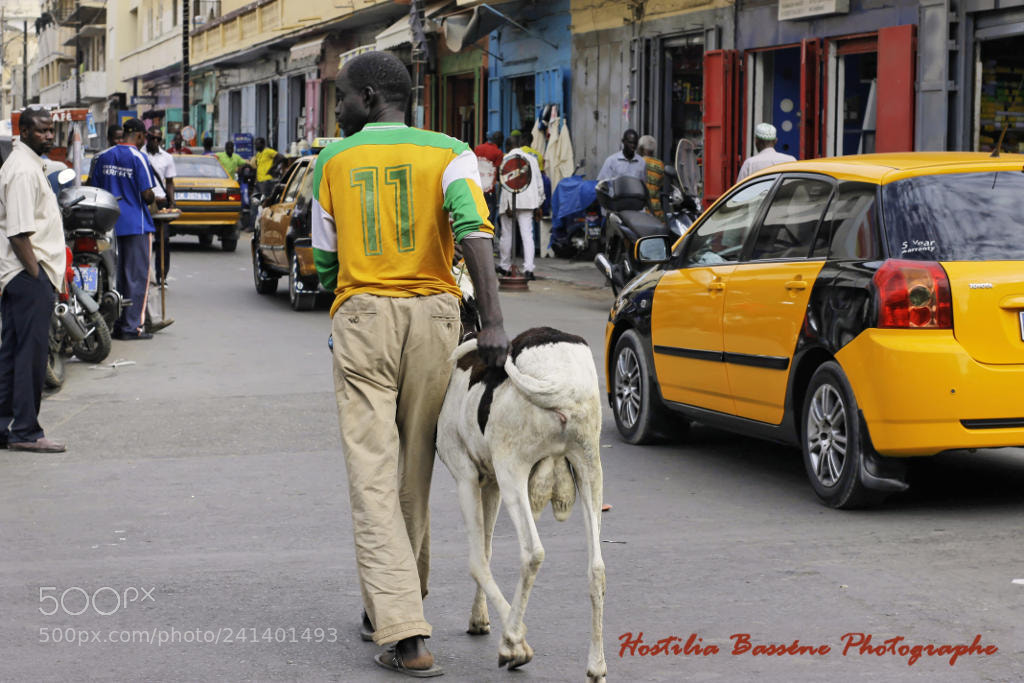 Canon EOS 1100D (EOS Rebel T3 / EOS Kiss X50) sample photo. Homme avec mouton rue photography