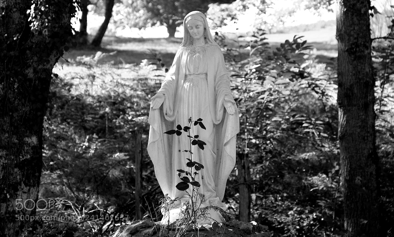 Canon EF-S 18-135mm F3.5-5.6 IS sample photo. "miracle of life" photography