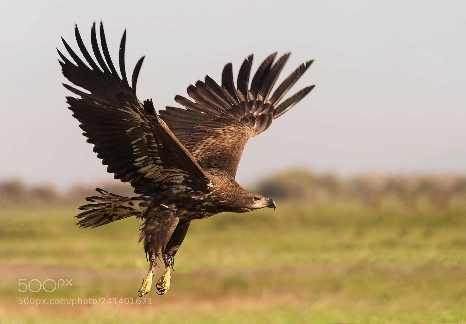 Nikon D810 sample photo. Landing white-tailed eagle photography