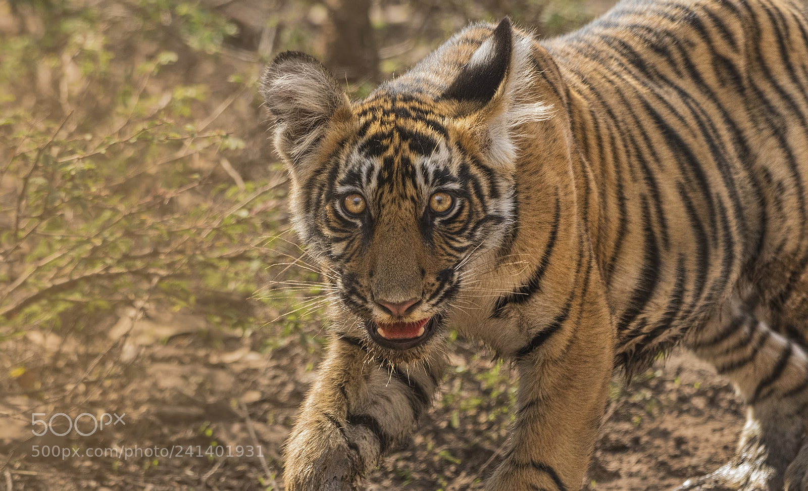 Nikon D500 sample photo. T-8 cub photography