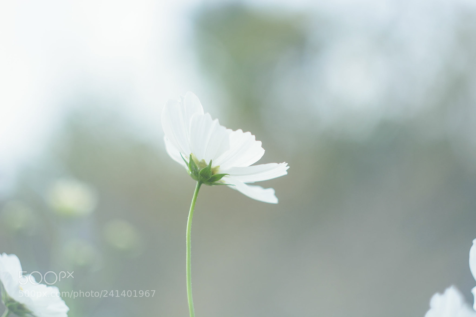 Nikon D7100 sample photo. Zaiko-shiro photography