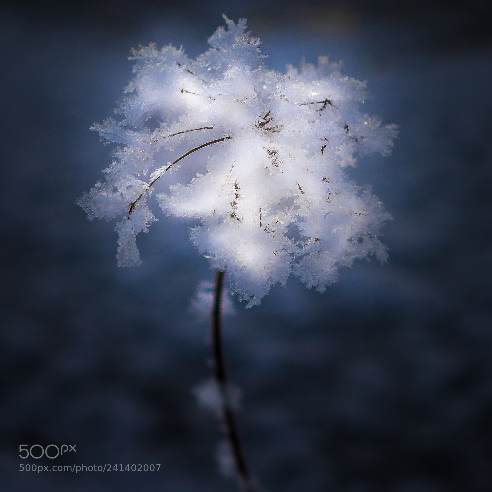 Sony a7R sample photo. Frosty photography