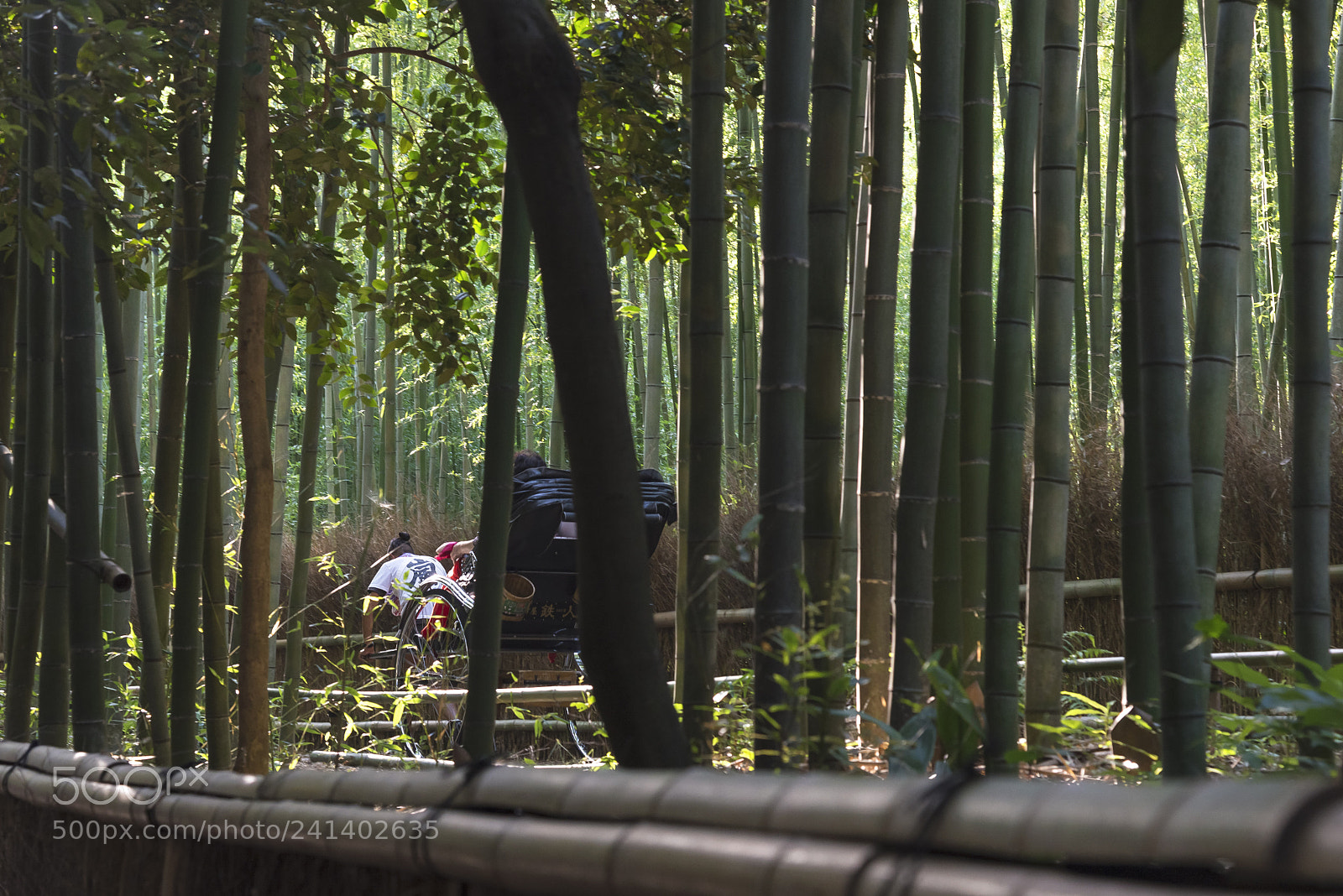 Nikon D600 sample photo. Through the trees photography