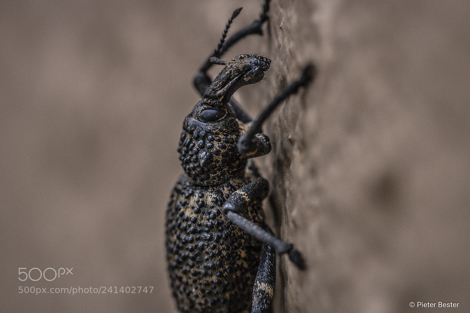 Canon EOS 750D (EOS Rebel T6i / EOS Kiss X8i) sample photo. Interesting beetle photography
