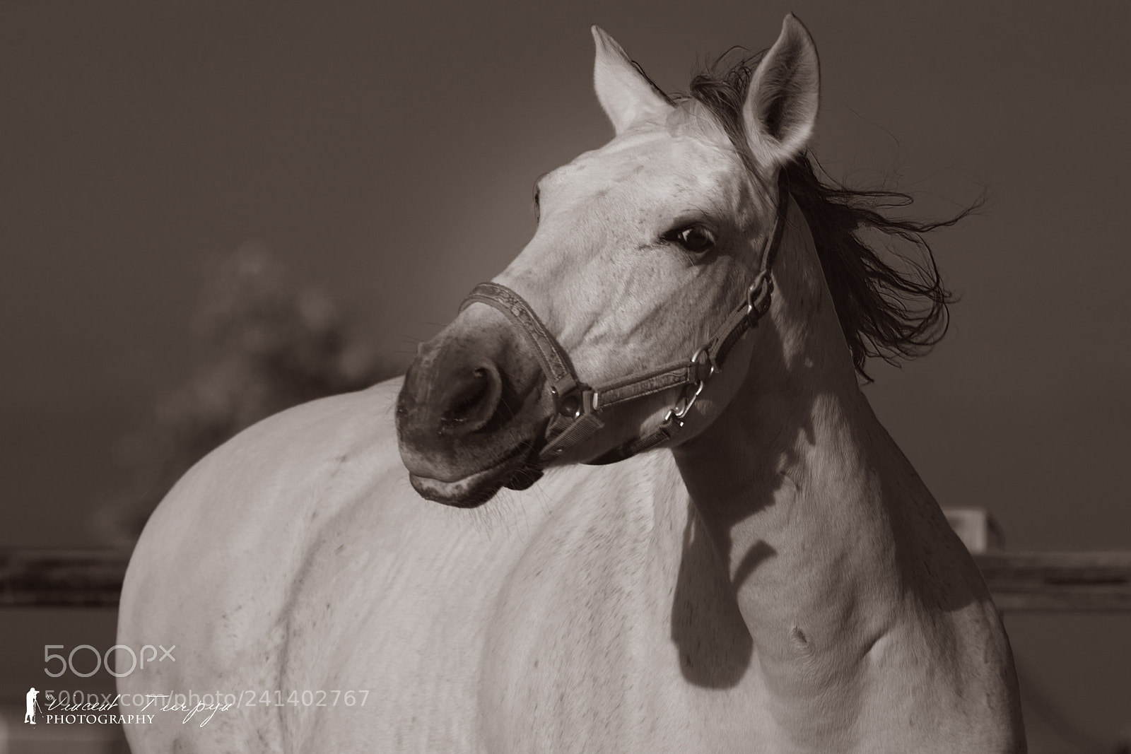 Nikon D7200 sample photo. White horse photography