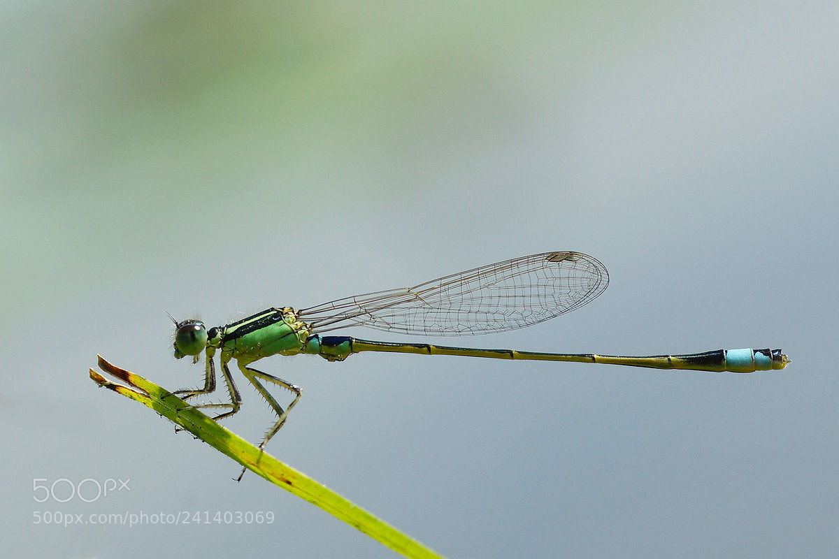 Sony SLT-A77 sample photo. Damselfly photography
