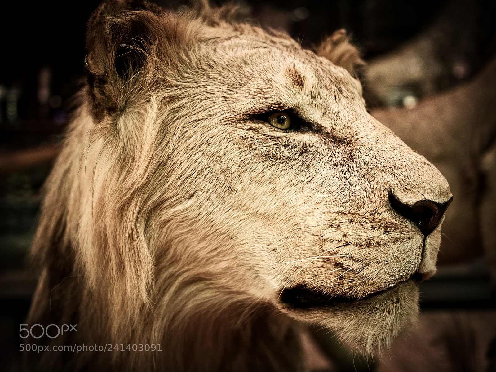 Olympus OM-D E-M5 II sample photo. King simba photography
