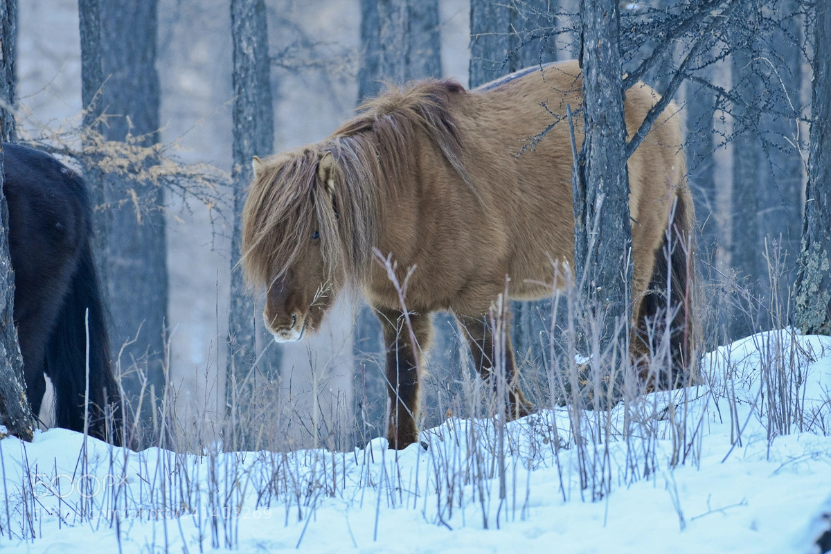 Nikon D7200 sample photo. Mongolian horse photography
