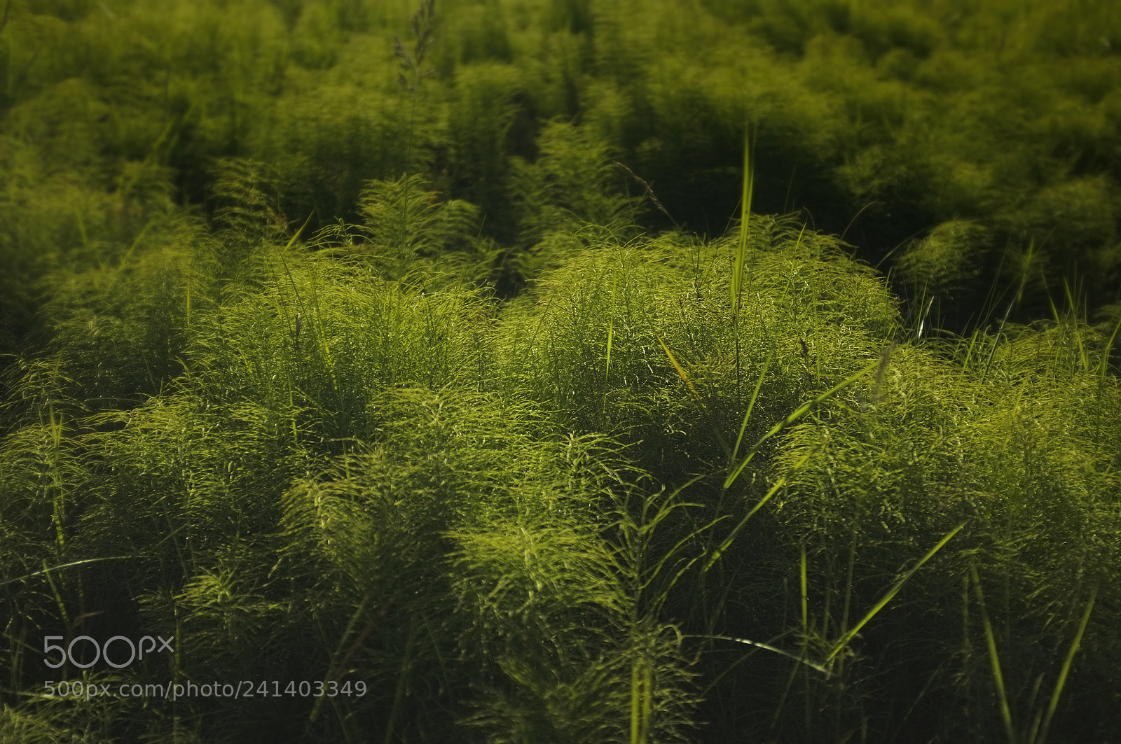 Fujifilm FinePix X100 sample photo. Horsetail photography