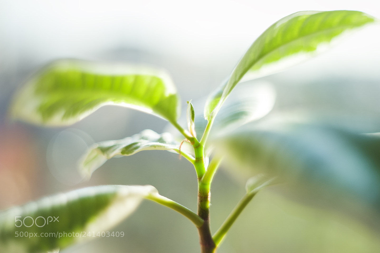 Nikon D700 sample photo. 5/365 photography