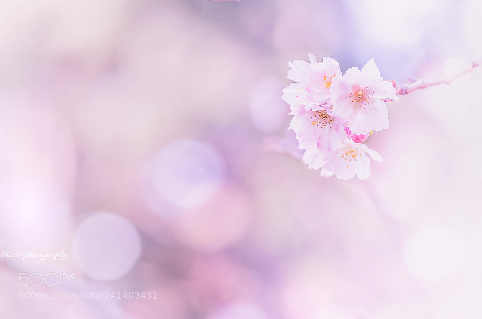 Pentax K-50 sample photo. Untitled photography