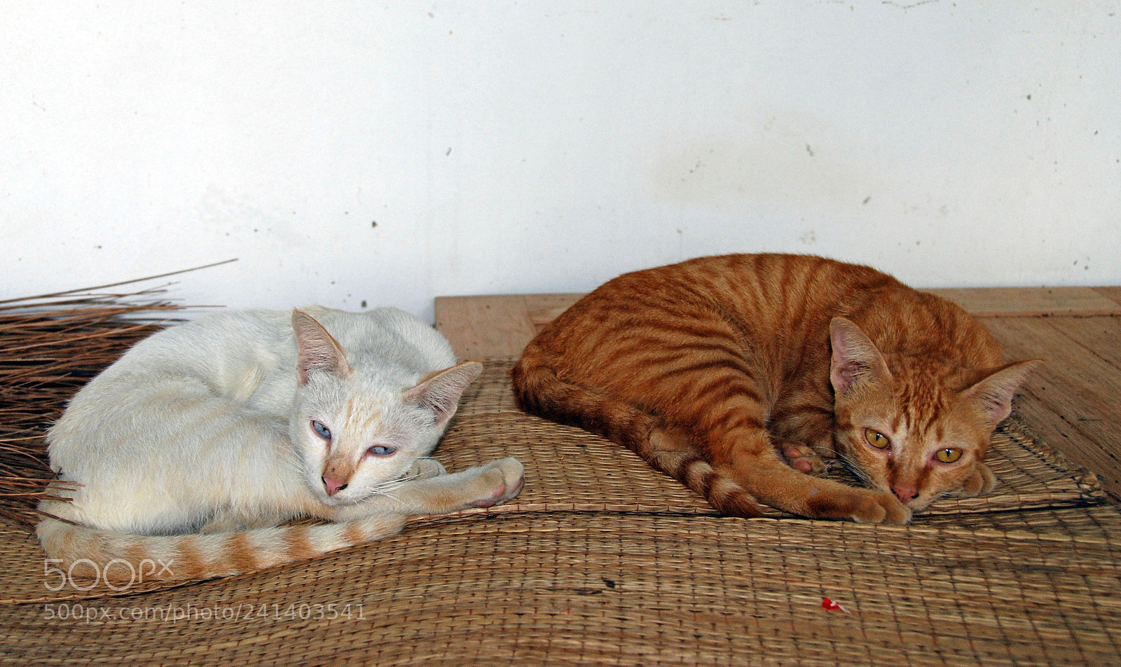 Nikon D80 sample photo. Thai cats. photography