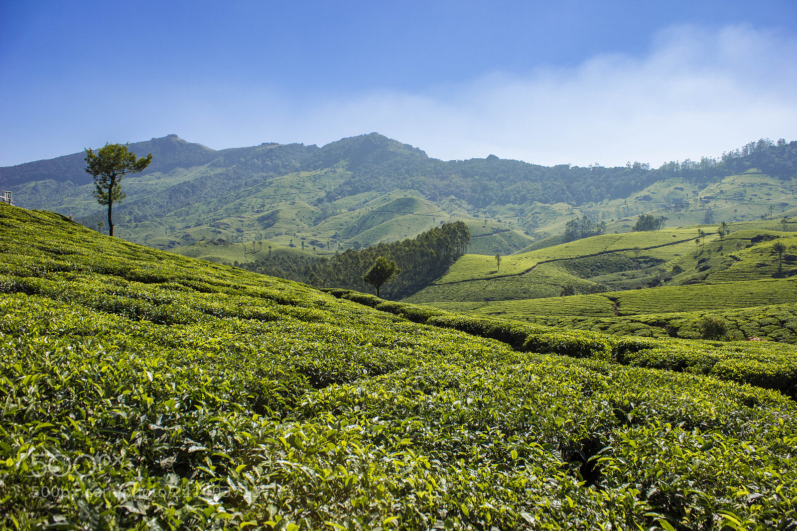 Canon EOS 550D (EOS Rebel T2i / EOS Kiss X4) sample photo. Tea gardens at munnar photography