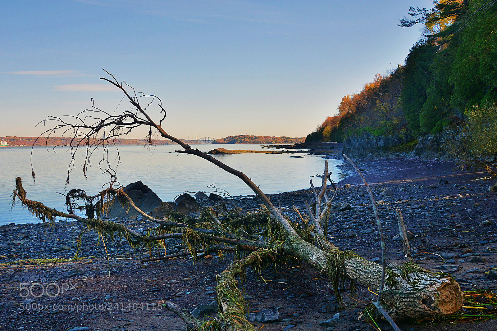 Nikon D7100 sample photo. L’arbre photography