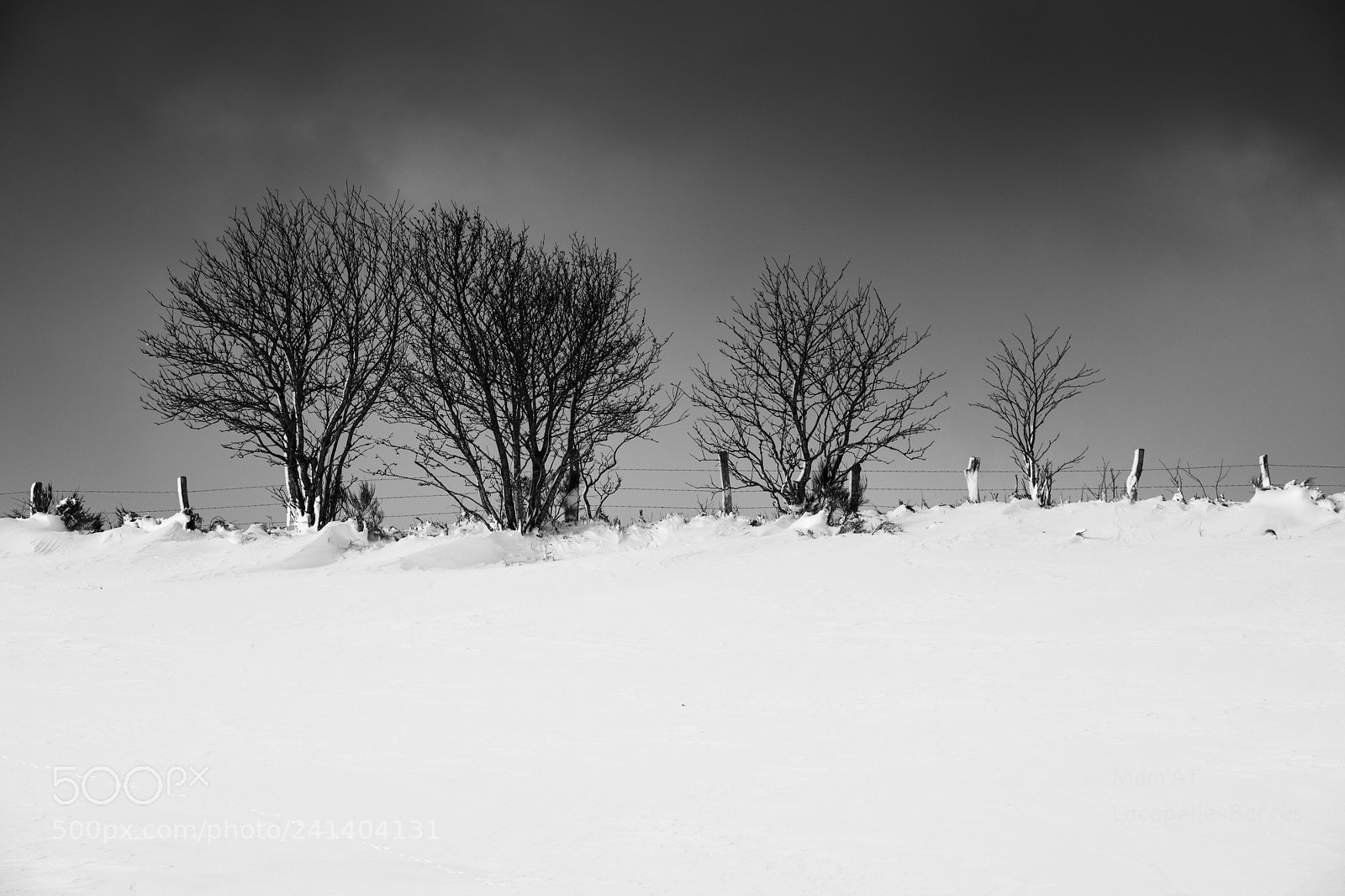 Canon EOS 6D Mark II sample photo. Four trees photography