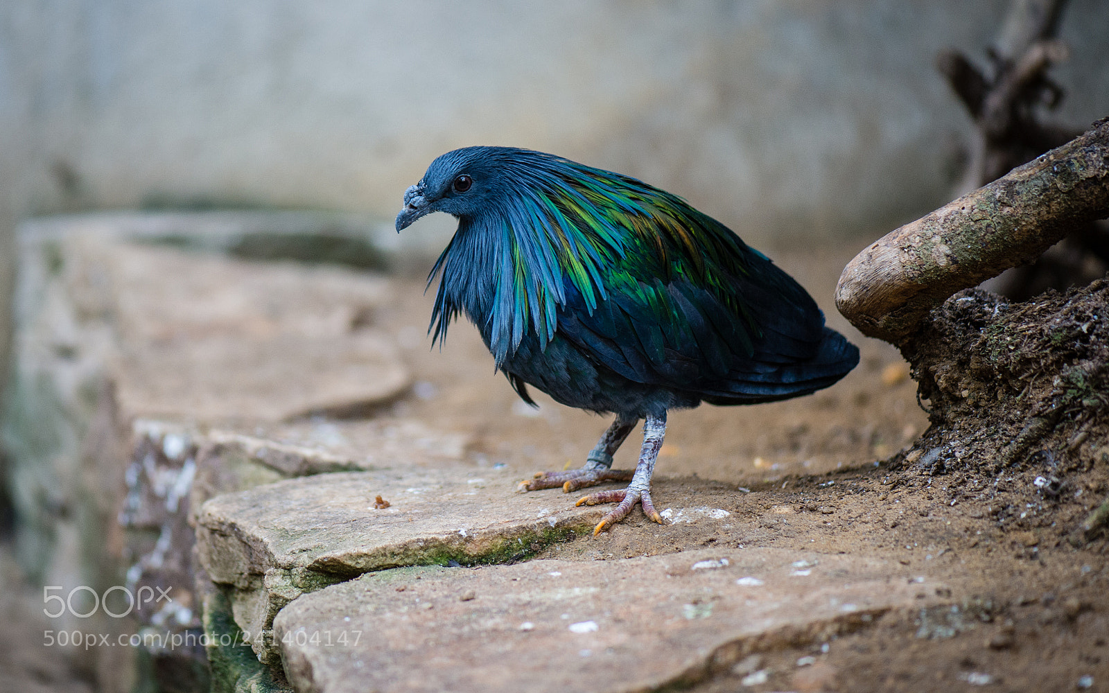 Nikon Df sample photo. Blue bird photography