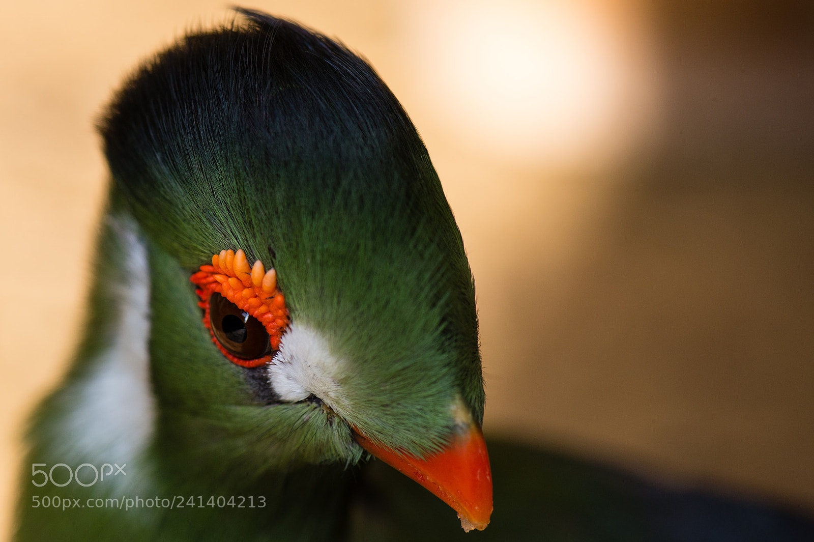 Nikon Df sample photo. Green bird photography