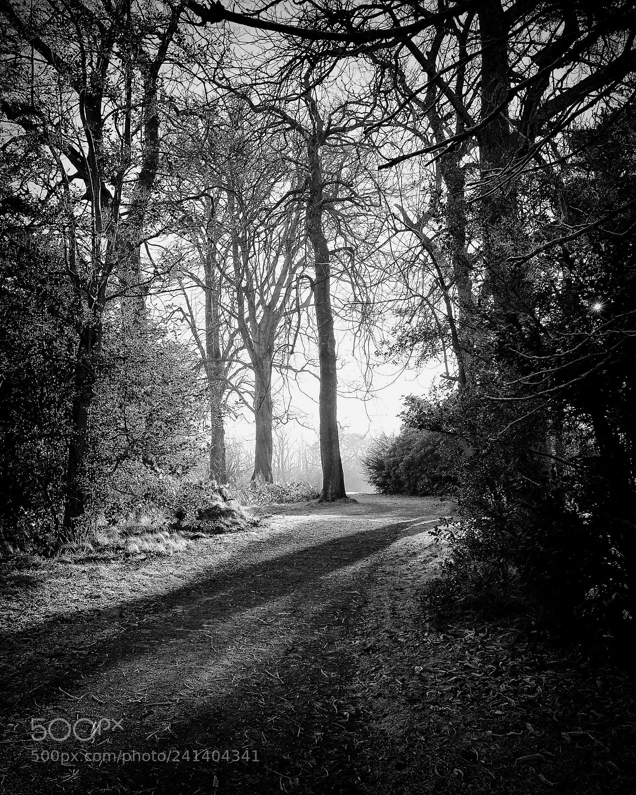 Fujifilm X100S sample photo. A misty morning photography