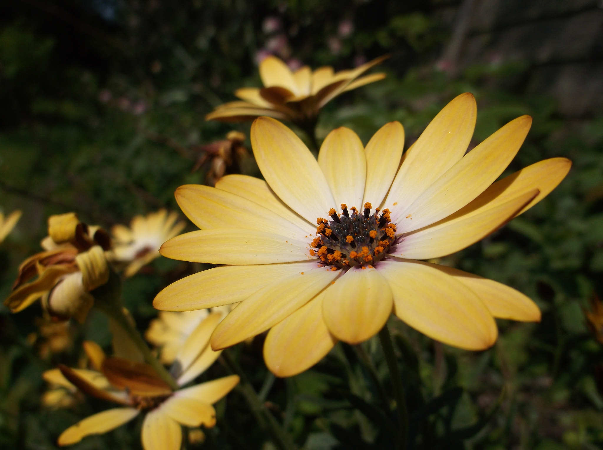 Fujifilm FinePix AX650 sample photo. Close up flower photography