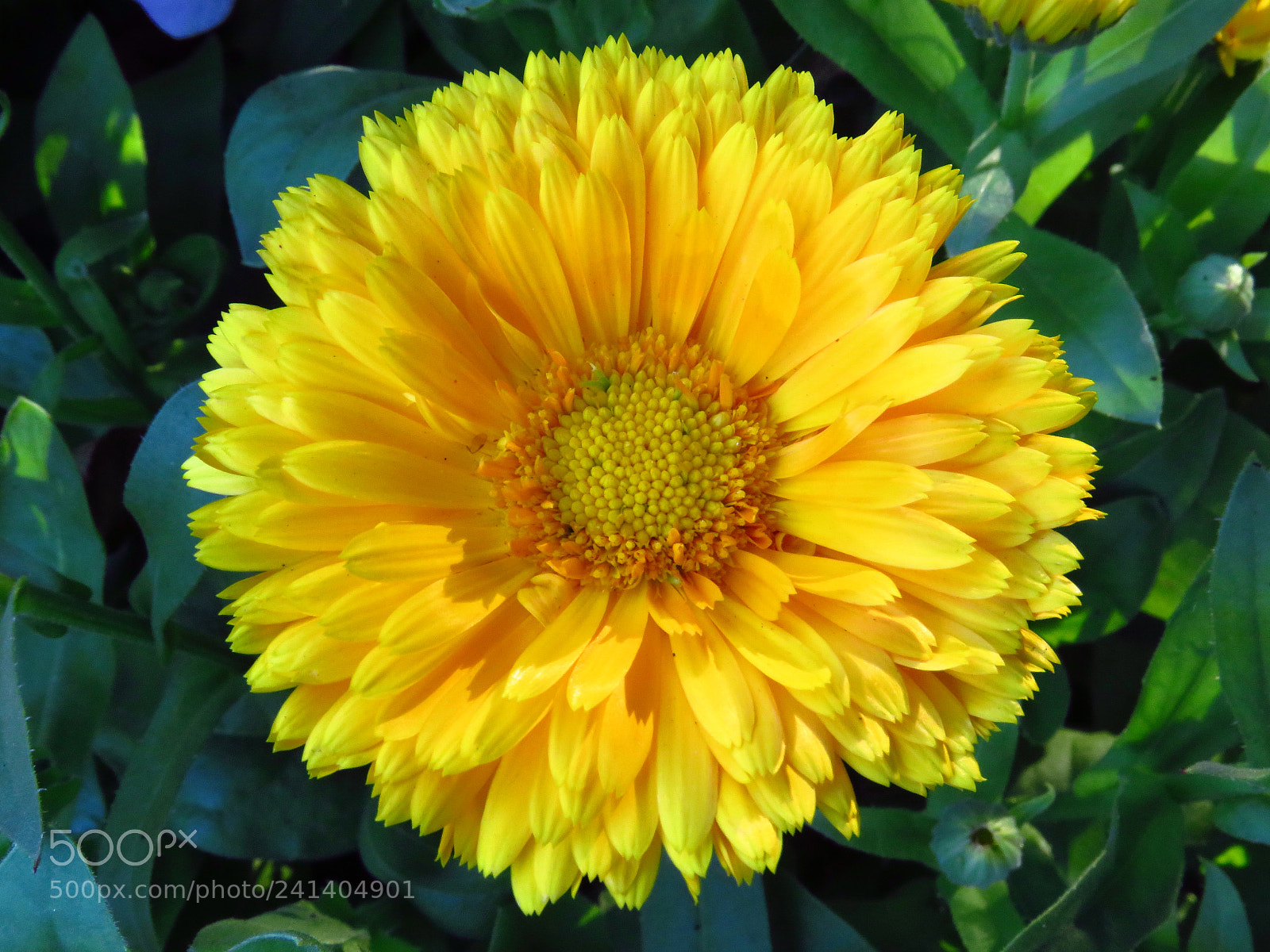 Canon PowerShot SX540 HS sample photo. Img photography