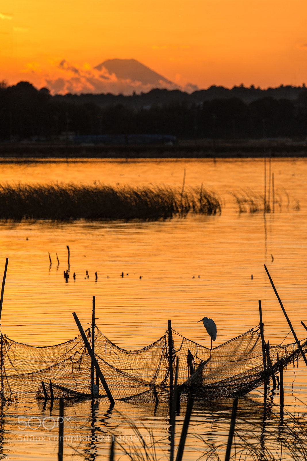 Nikon D800E sample photo. Standing still photography