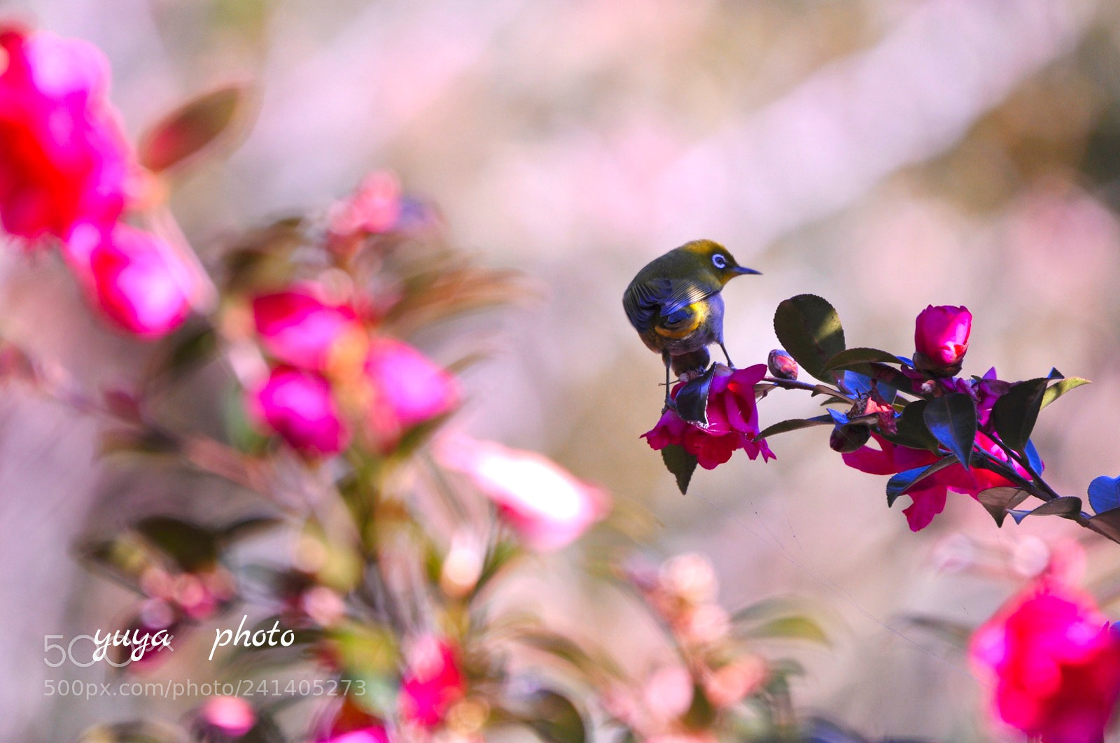 Nikon D90 sample photo. Untitled photography