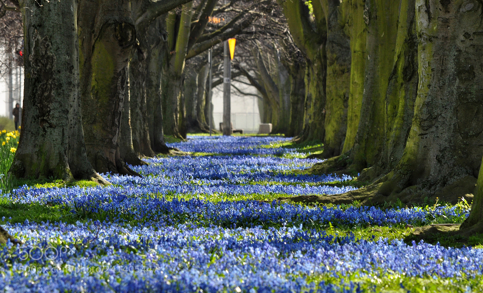 Nikon D5000 sample photo. Blooming alley in gdynia photography