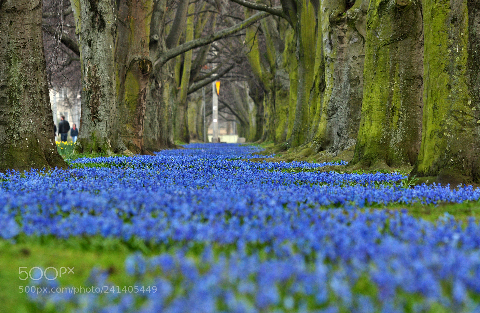 Nikon D5000 sample photo. Blooming alley in gdynia photography