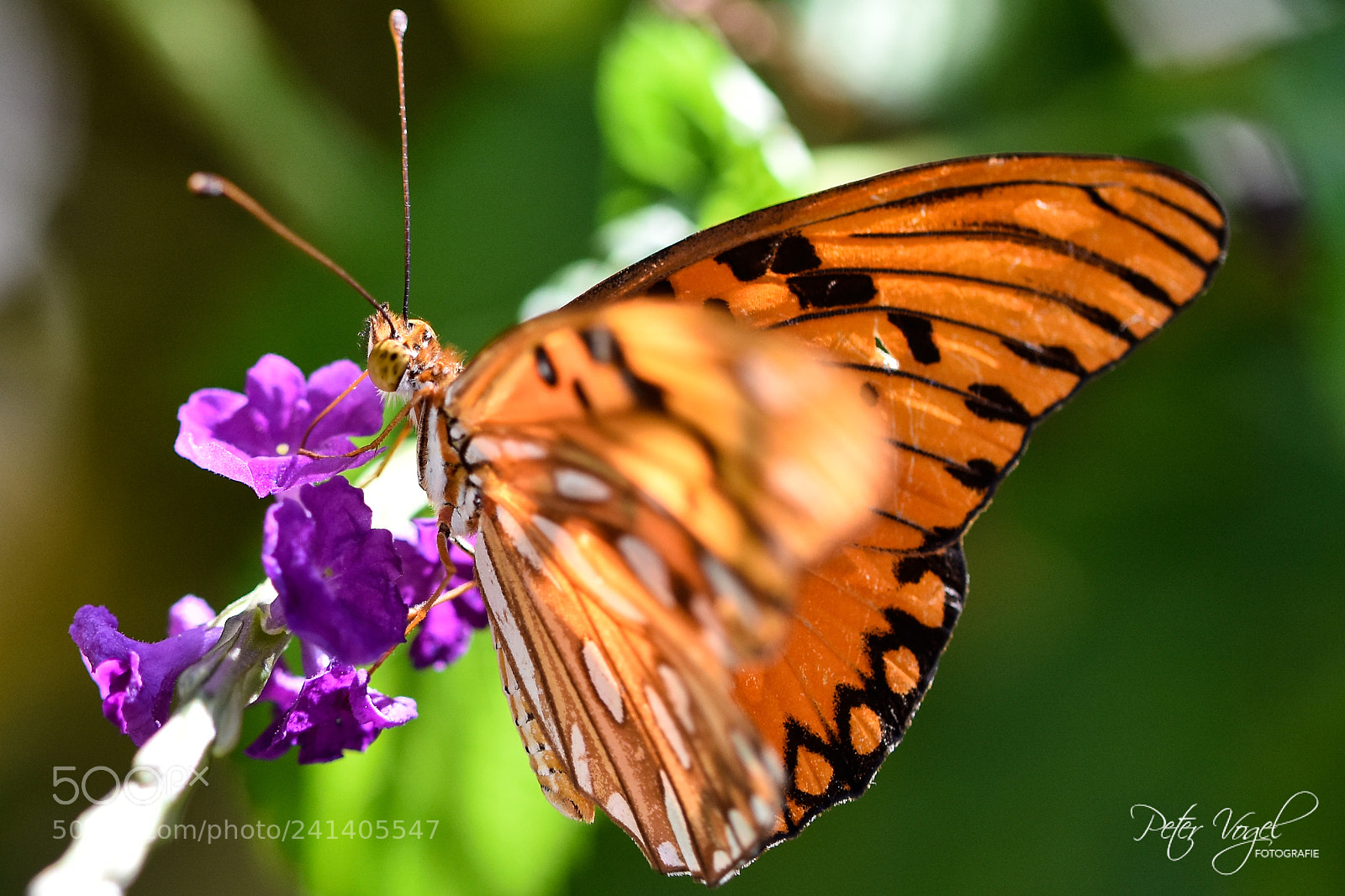 Nikon D7200 sample photo. Untitled photography