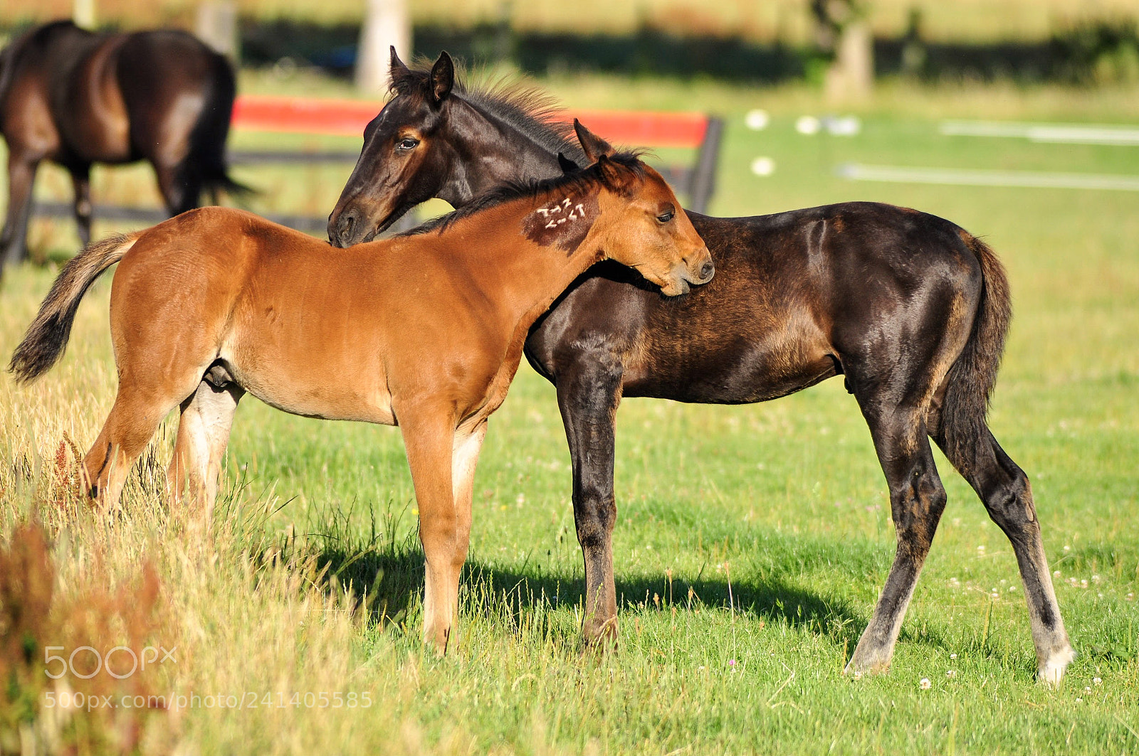 Nikon D90 sample photo. Horse photography