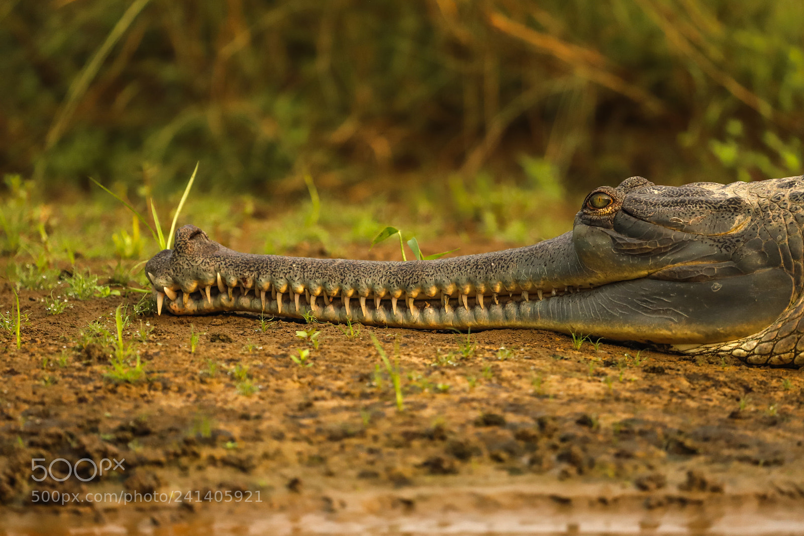 Canon EOS 6D Mark II sample photo. Nepal chitwan - gavial photography