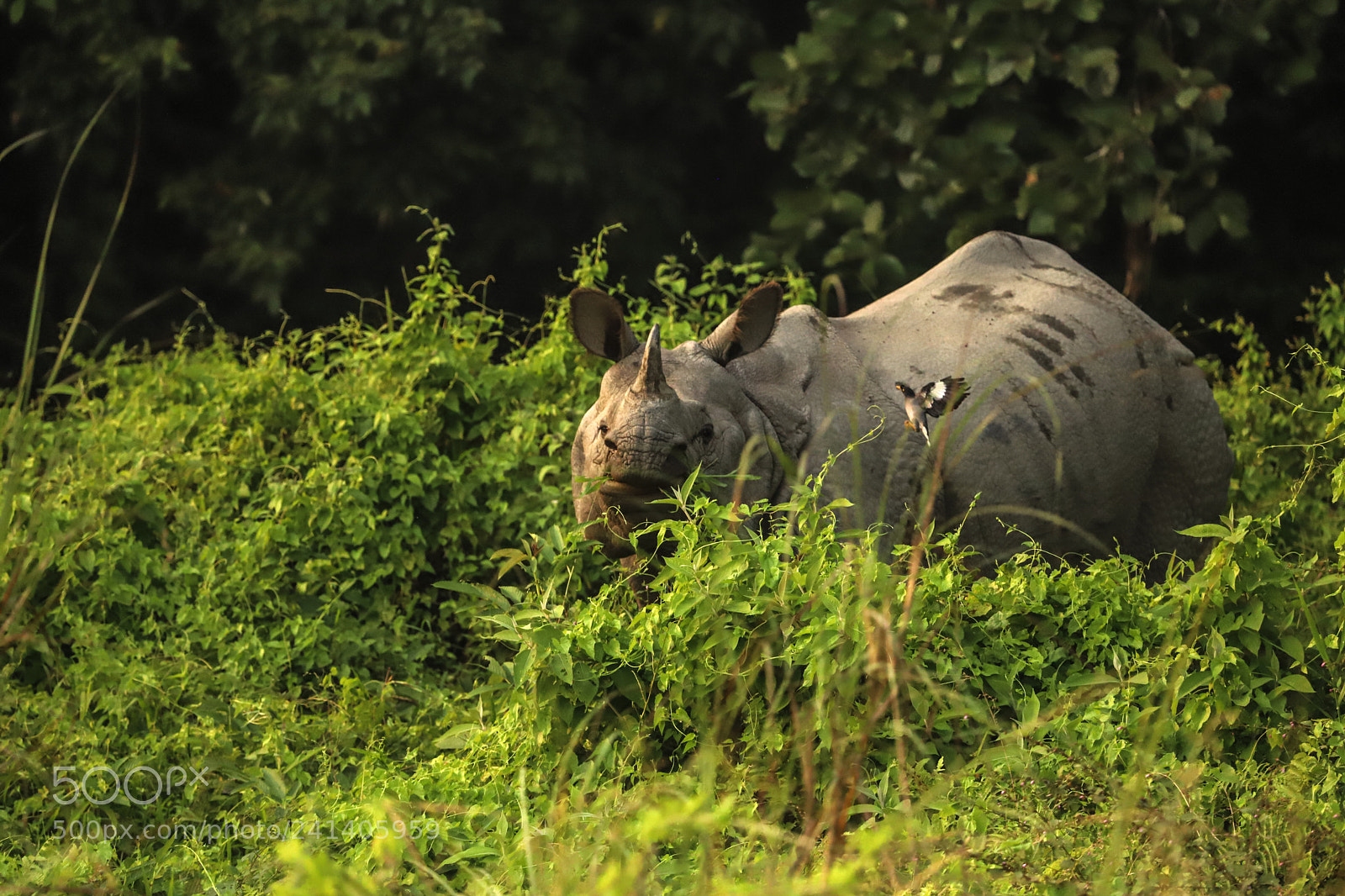 Canon EOS 6D Mark II sample photo. Nepal chitwan - rhino photography
