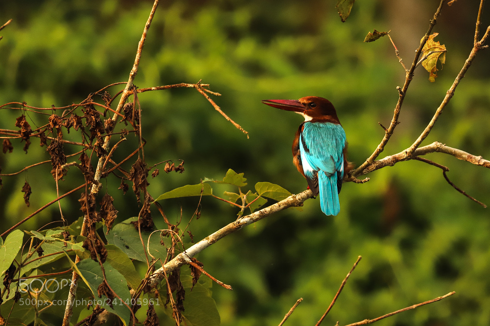 Canon EOS 6D Mark II sample photo. Nepal chitwan - king photography