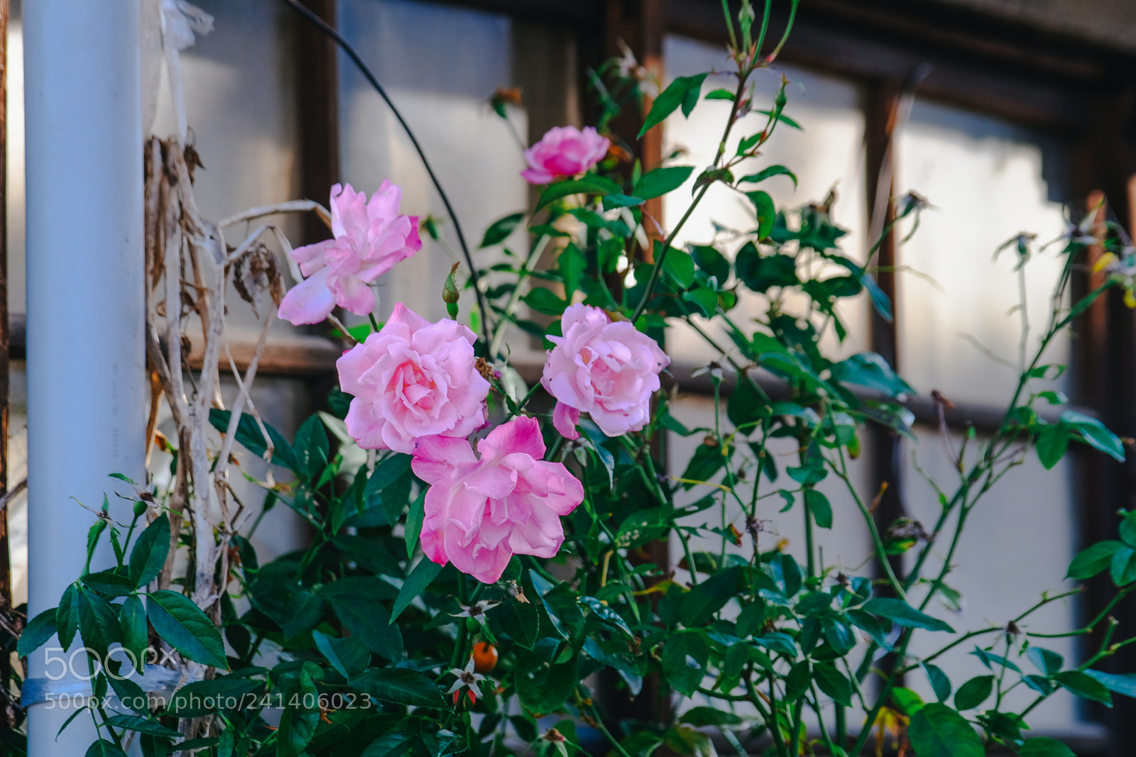 Fujifilm X-T10 sample photo. Son photography