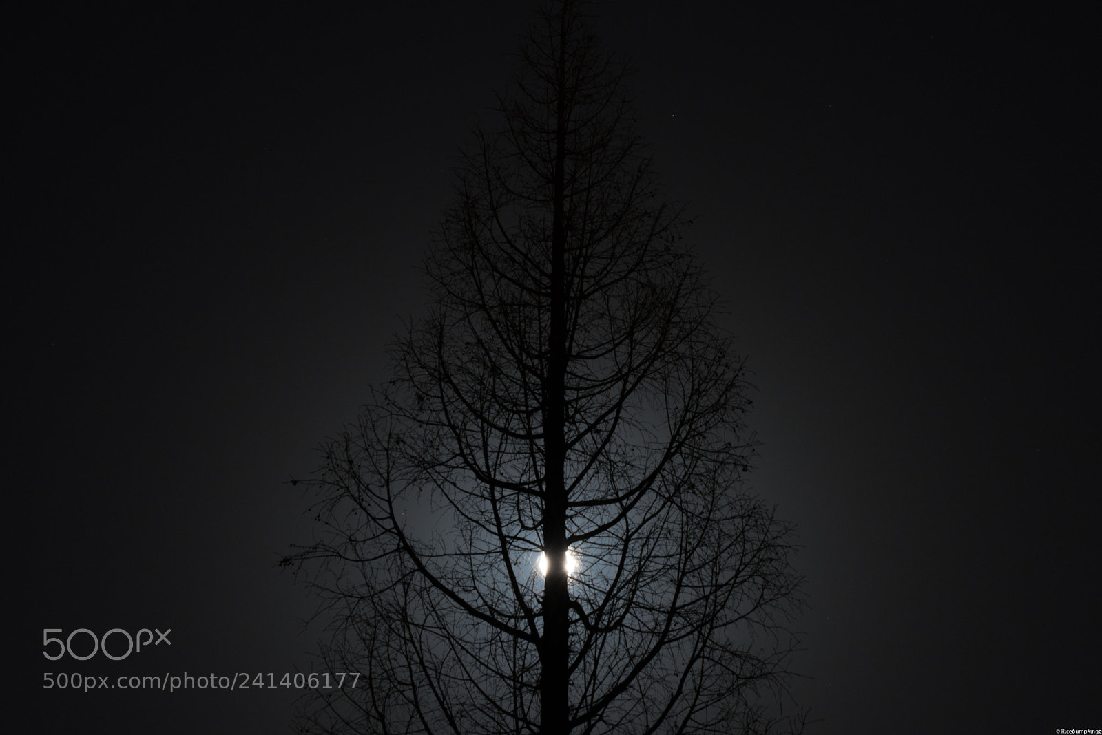 Nikon D810 sample photo. The moonlight photography