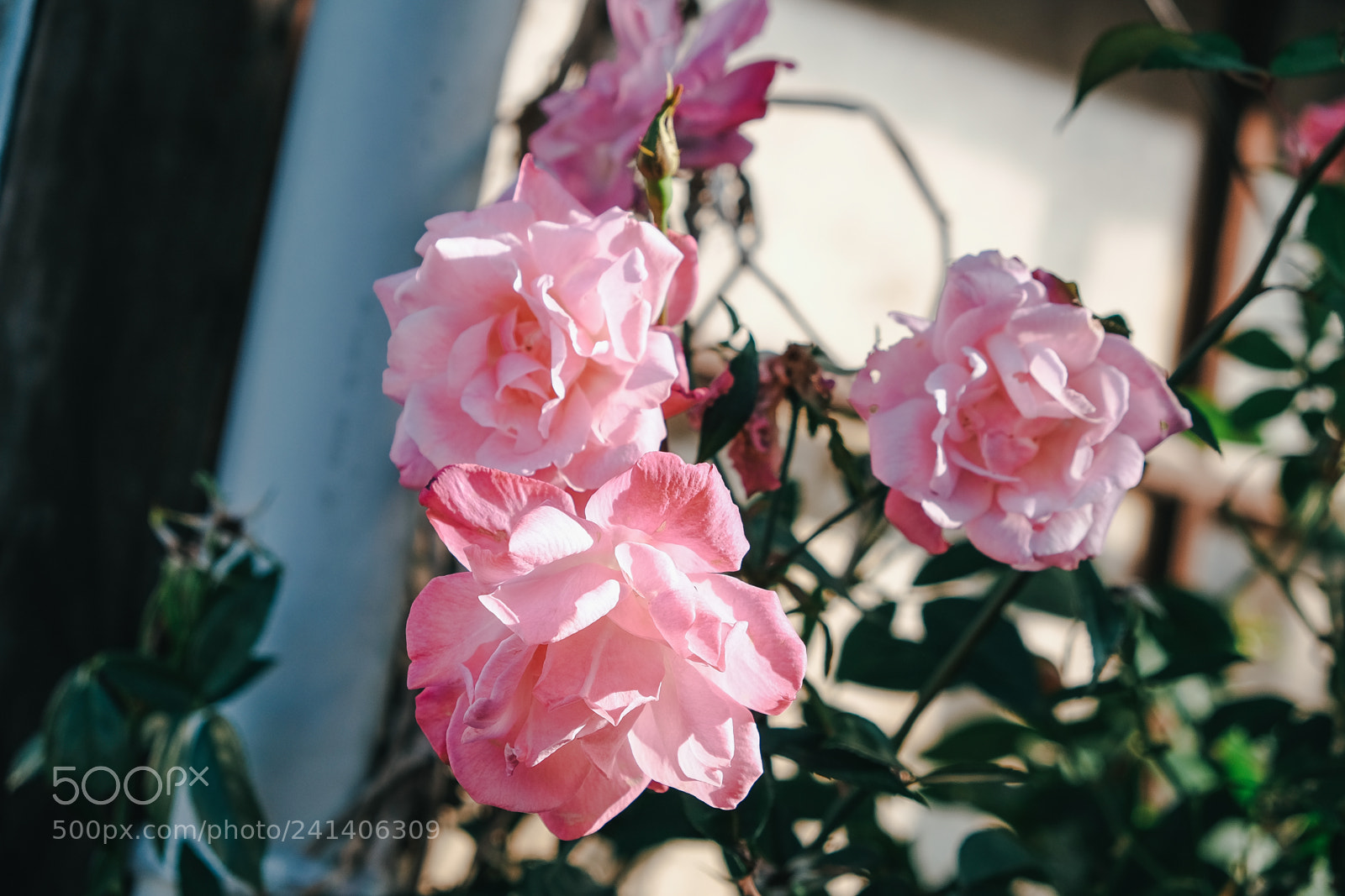 Fujifilm X-T10 sample photo. Son photography