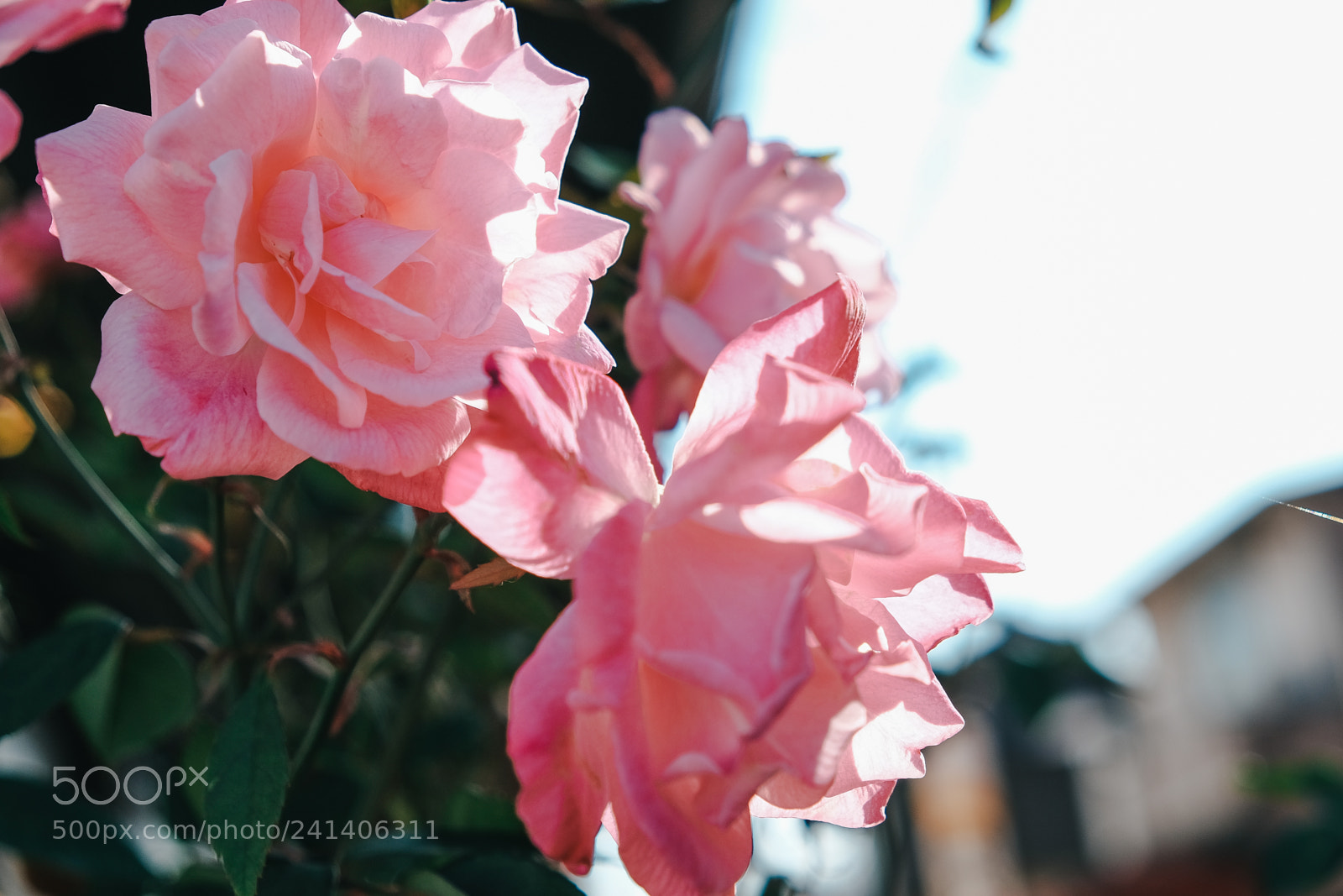 Fujifilm X-T10 sample photo. Son photography