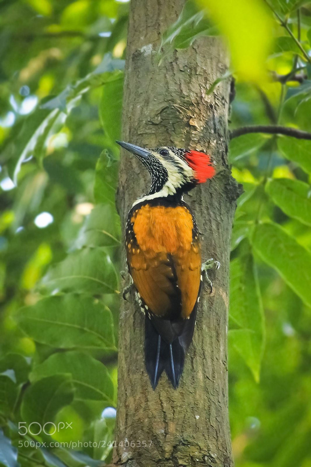 Canon EOS 60D sample photo. সোনালি কাঠঠোকরা black rumped flameback woodpecker photography