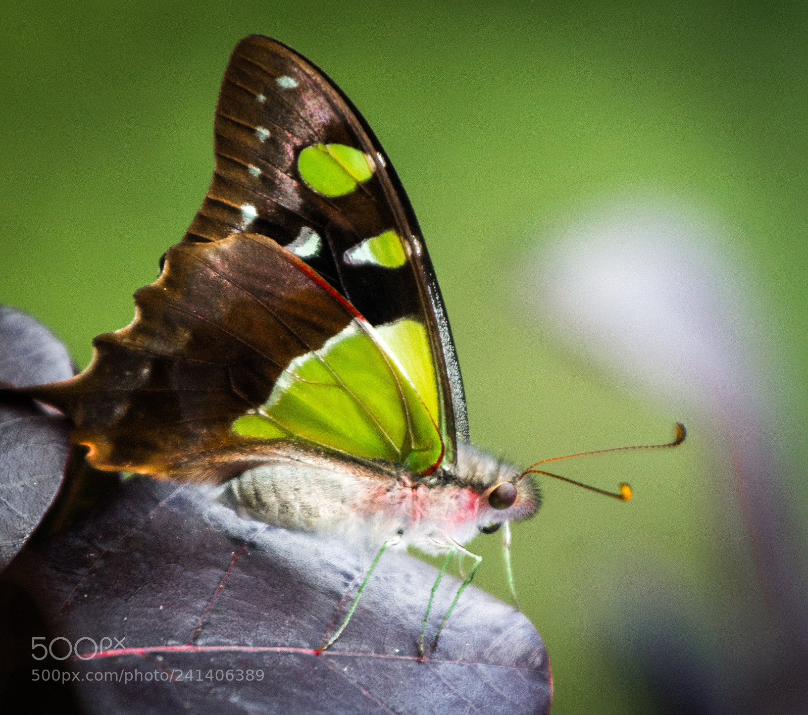 Canon EOS 60D sample photo. Graphium macleayanum (macleay's swallowtail) photography