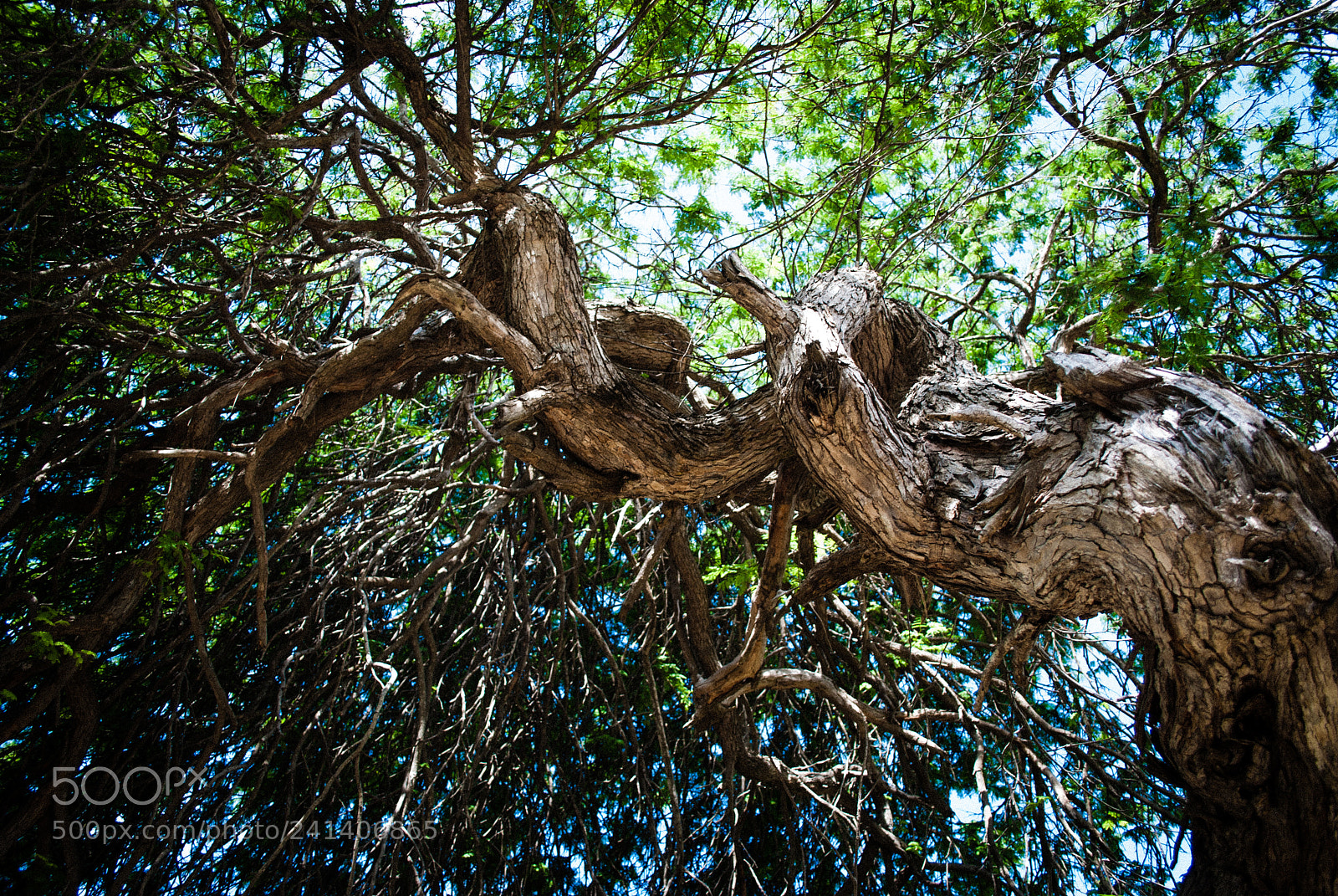 Nikon D60 sample photo. King tree photography