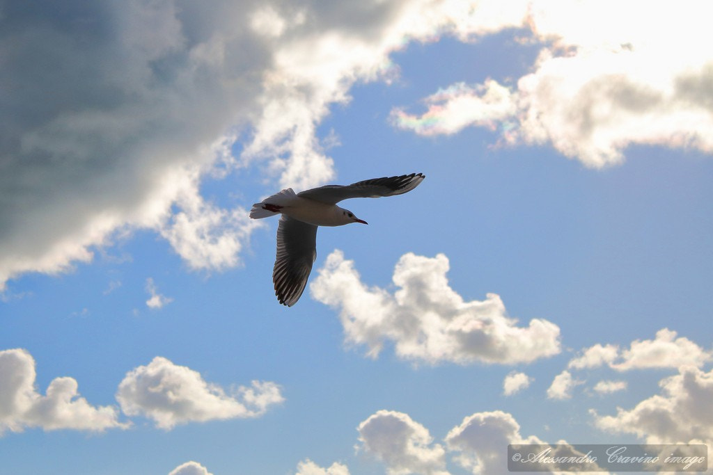 Canon EF-S 18-55mm F3.5-5.6 IS sample photo. Seagull in the clouds photography
