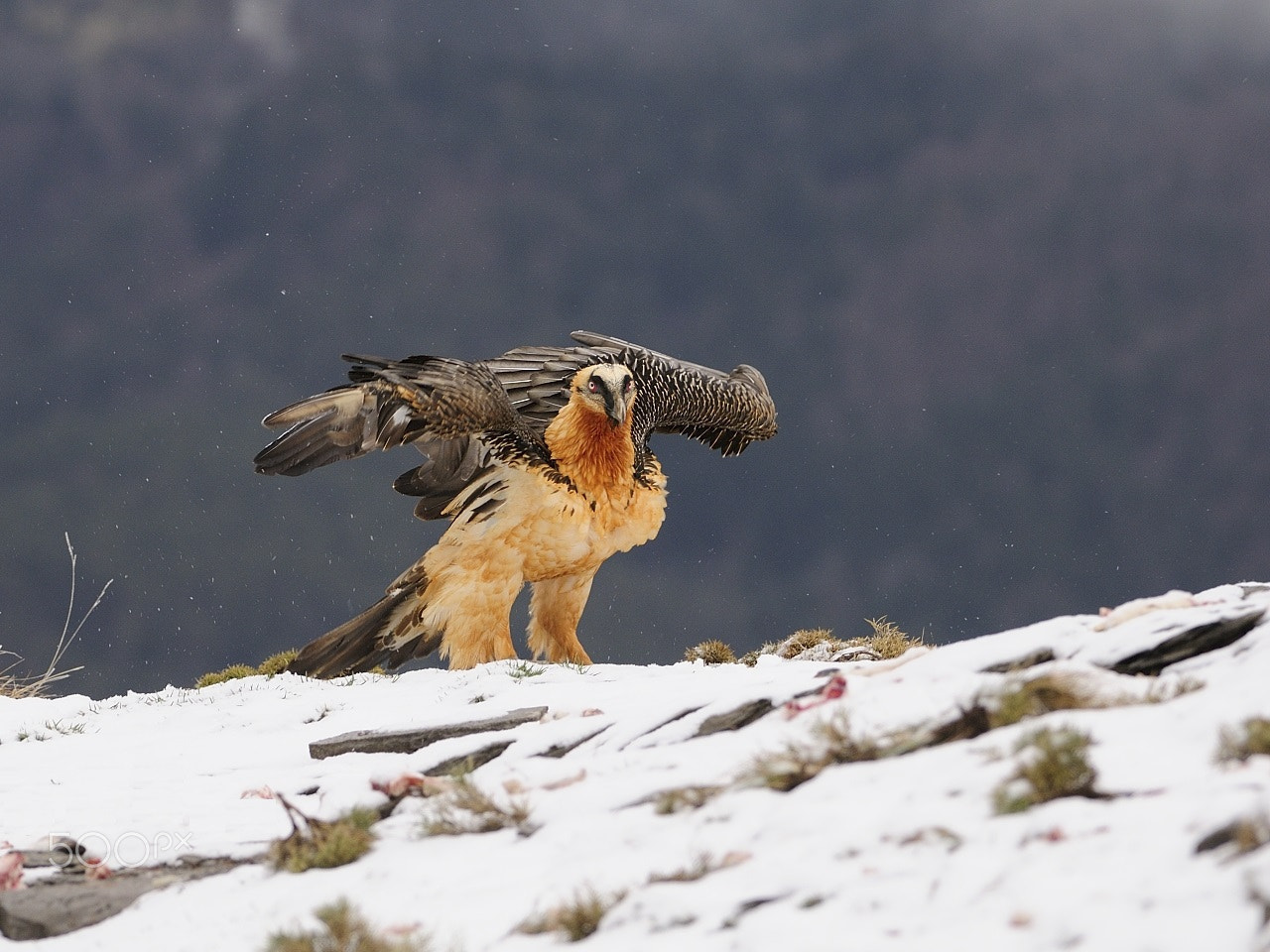 Nikon AF-S Nikkor 200-400mm F4G ED-IF VR sample photo. Gypaetus barbatus photography